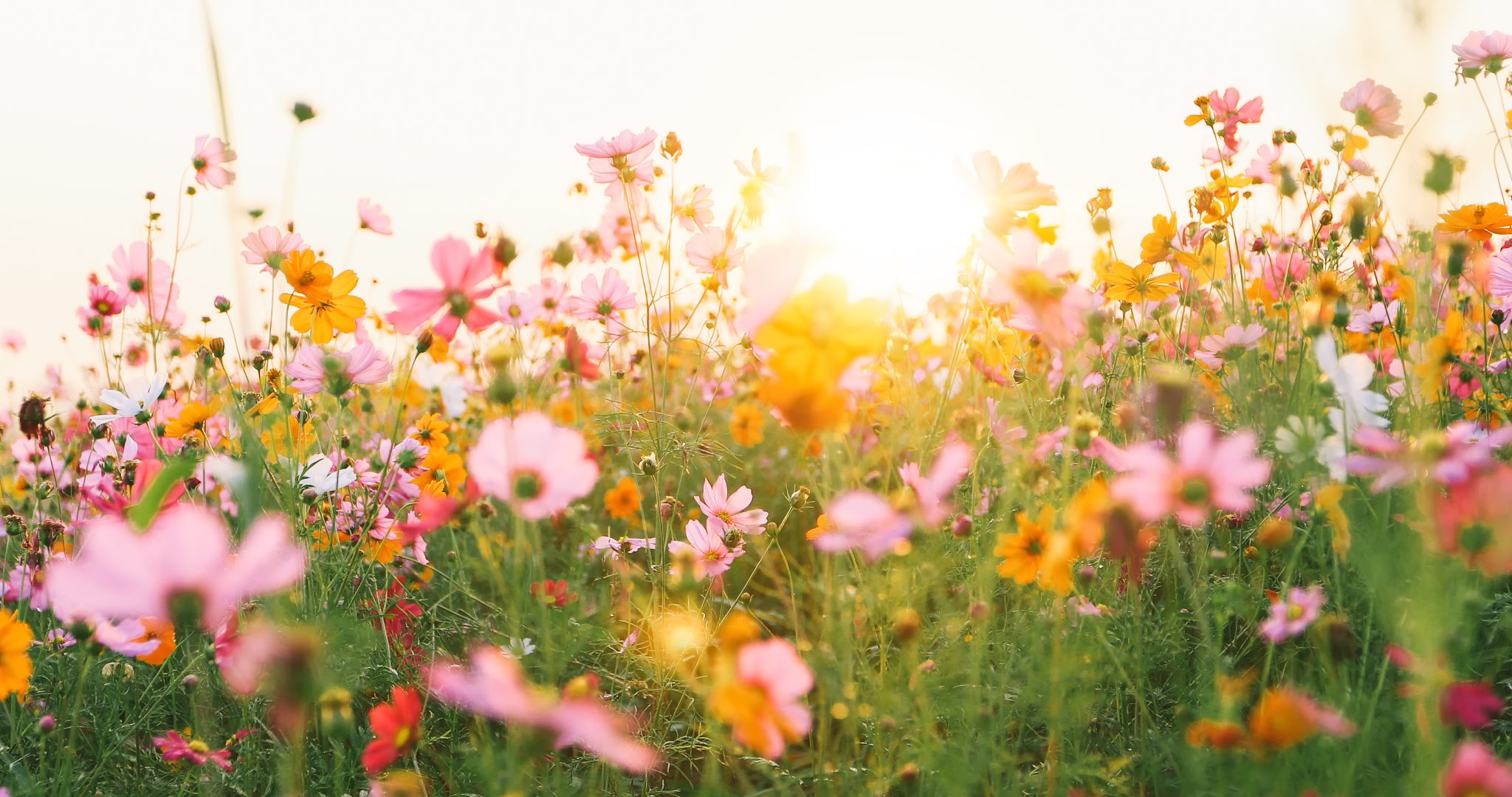Vibrant wildflower field with pink, yellow, and orange cosmos flowers in sunlight